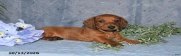 Miniature Dachshund dogs for sale: Hunter - Ad 2