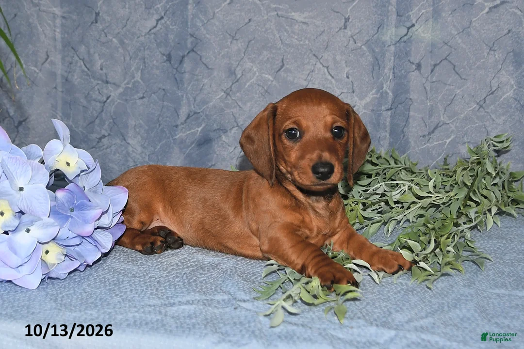 Miniature Dachshund dogs for sale: Hunter - Ad 2