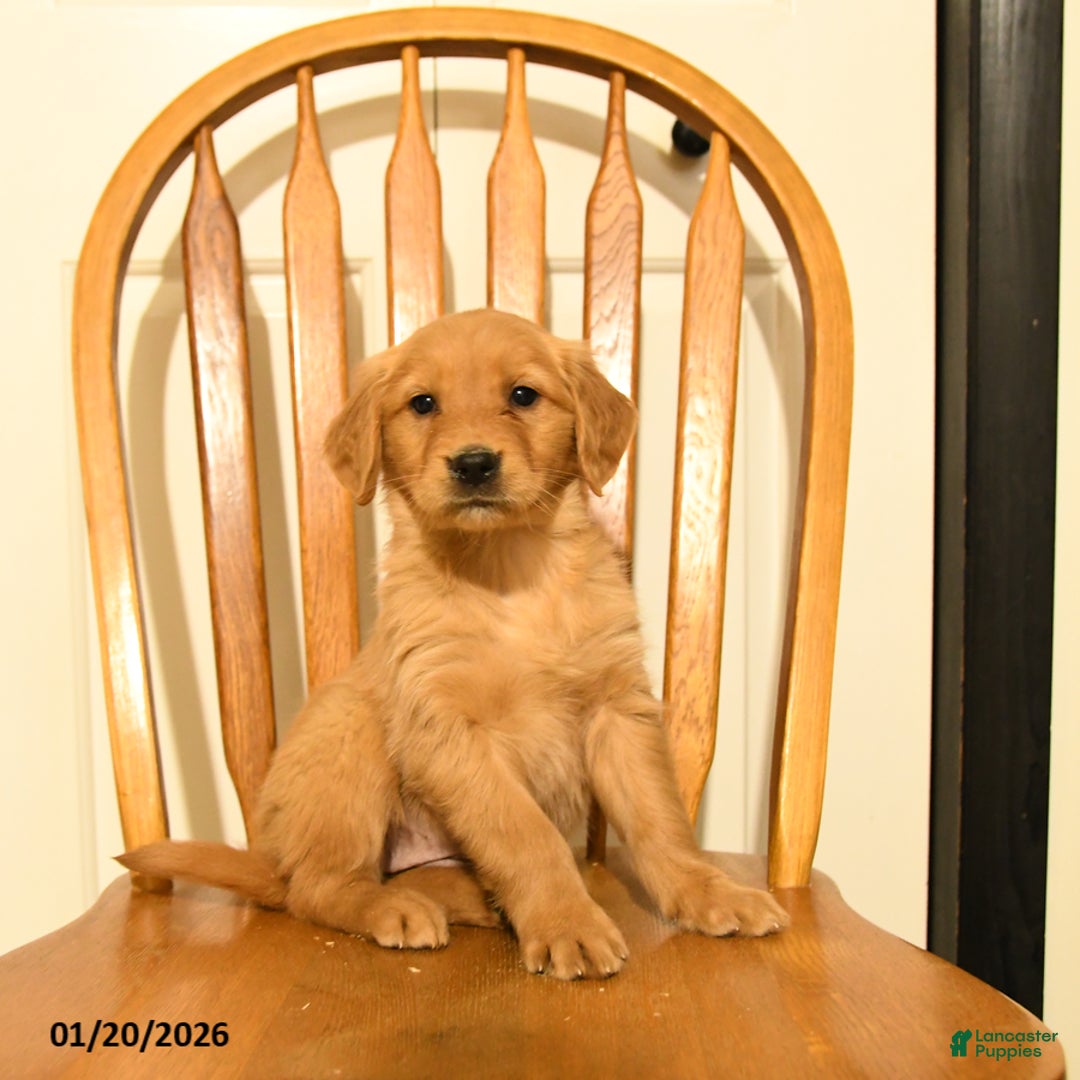 Golden Retriever dogs for sale: Bianca - Ad 5