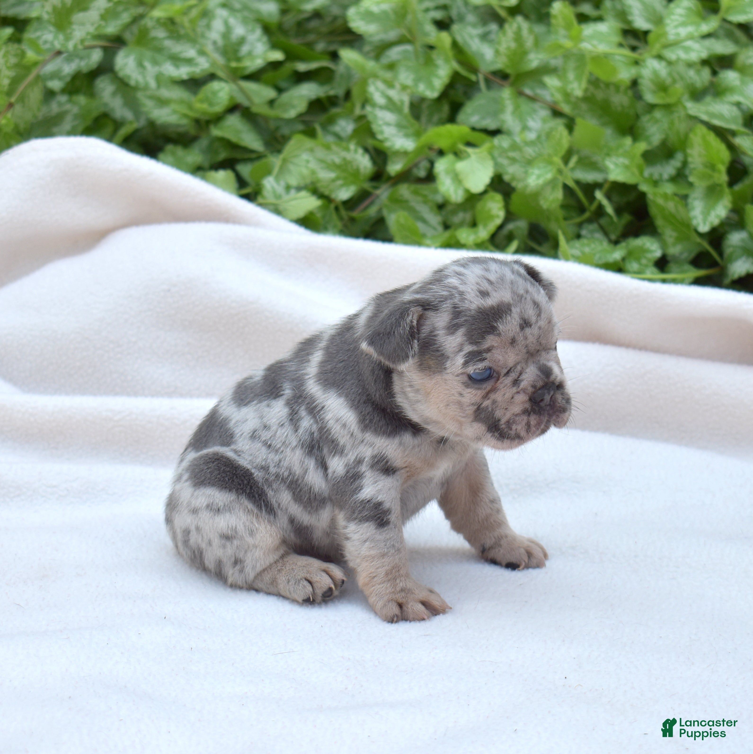 French Bulldog dogs Pebbles  - Ad 2