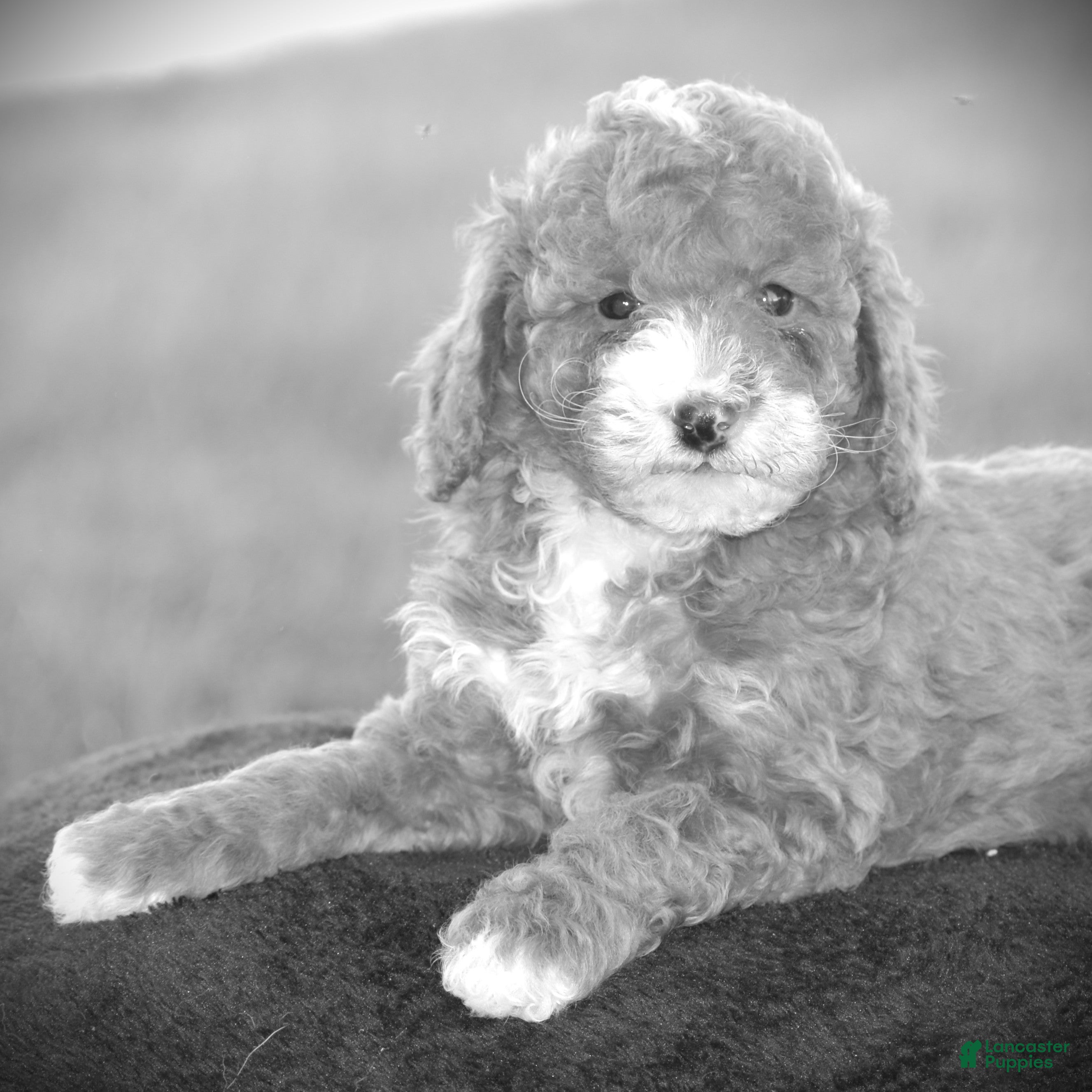 Miniature Poodle dogs for sale: Erika - Ad 2