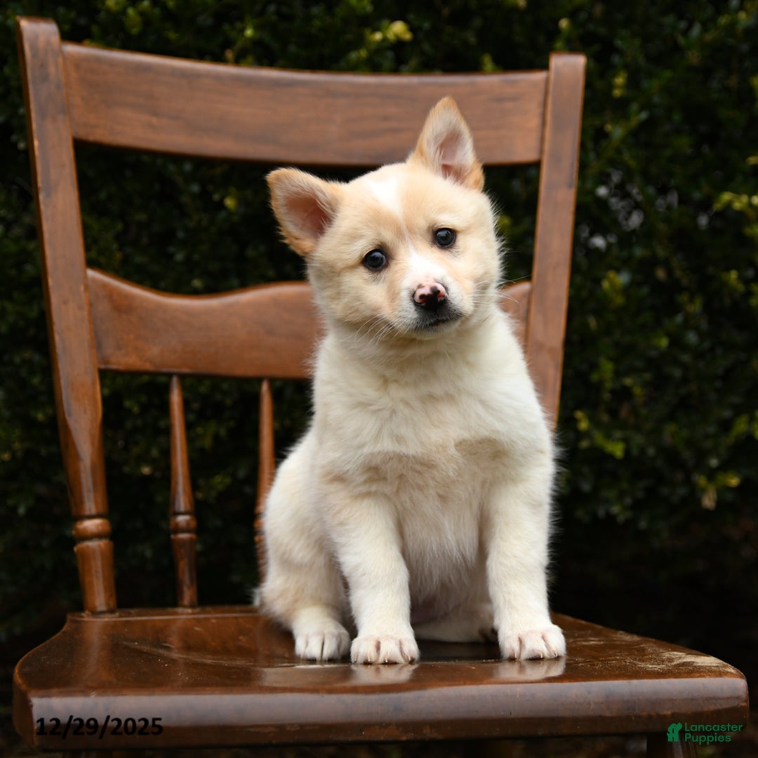 Mixed Breed dogs for sale: Olivia - Ad 3