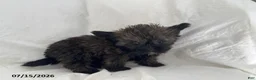 Shorkie dogs for sale: Effie - Ad 3