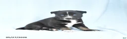 Gerberian Shepsky dogs for sale: Frisky - Ad 4