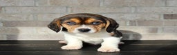Beagle dogs for sale: Pinto - Ad 4