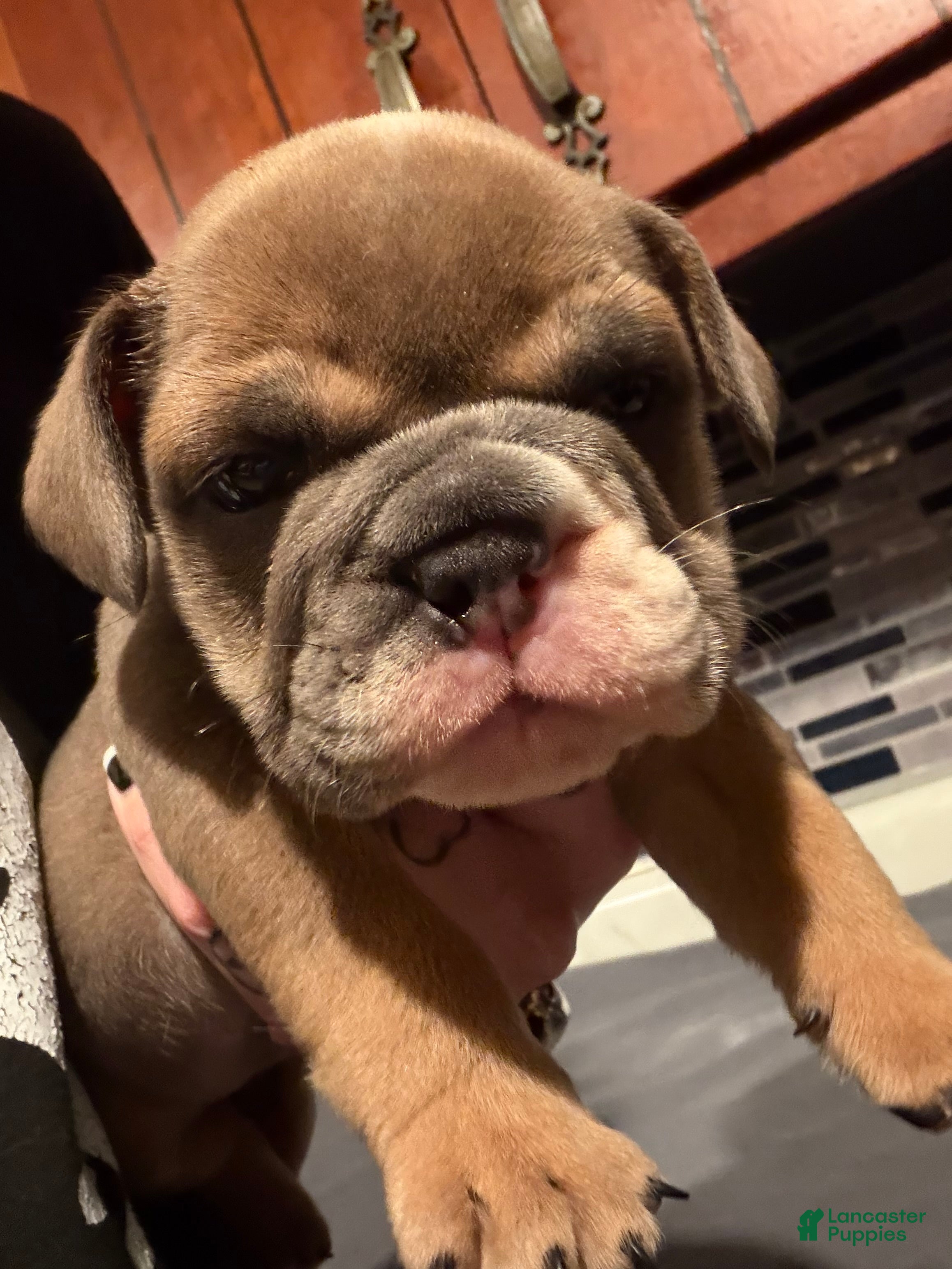 English Bulldog dogs Blue fawn Tri Girl  - Ad 9