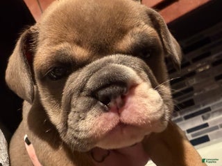 English Bulldog dogs Blue fawn Tri Girl - Ad 9