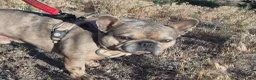 French Bulldog dogs for sale: French Bulldog 1 - Ad 4