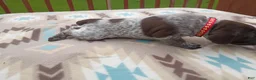 German Shorthaired Pointer dogs for sale: German Shorthaired Pointer Willow - Ad 8