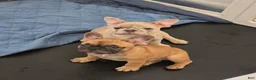 French Bulldog dogs for sale: Cappuchino "chino" - Ad 5
