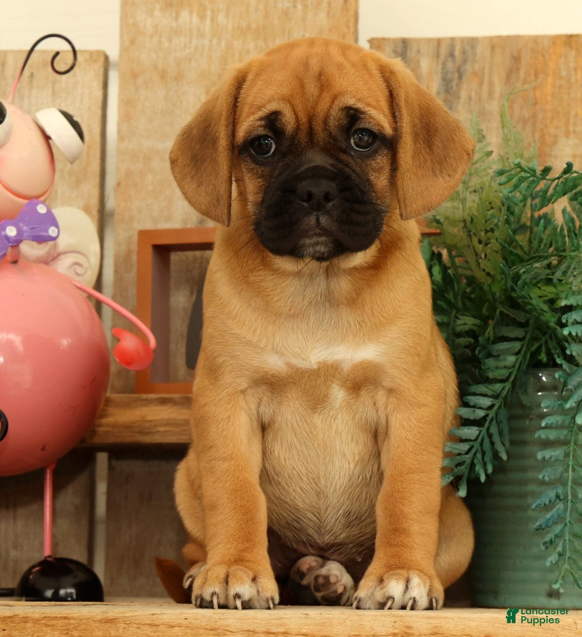 Puggle dogs Maddison - Ad 2