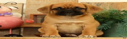 Puggle dogs for sale: Maddison - Ad 2
