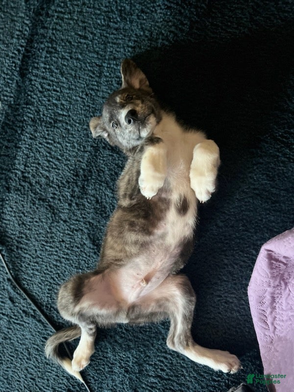 Mixed Breed dogs Cry-baby - Ad 9