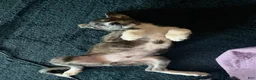 Mixed Breed dogs for sale: Cry-baby - Ad 1