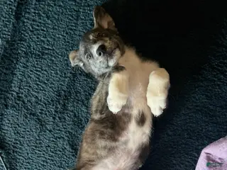 Mixed Breed dogs Cry-baby - Ad 9