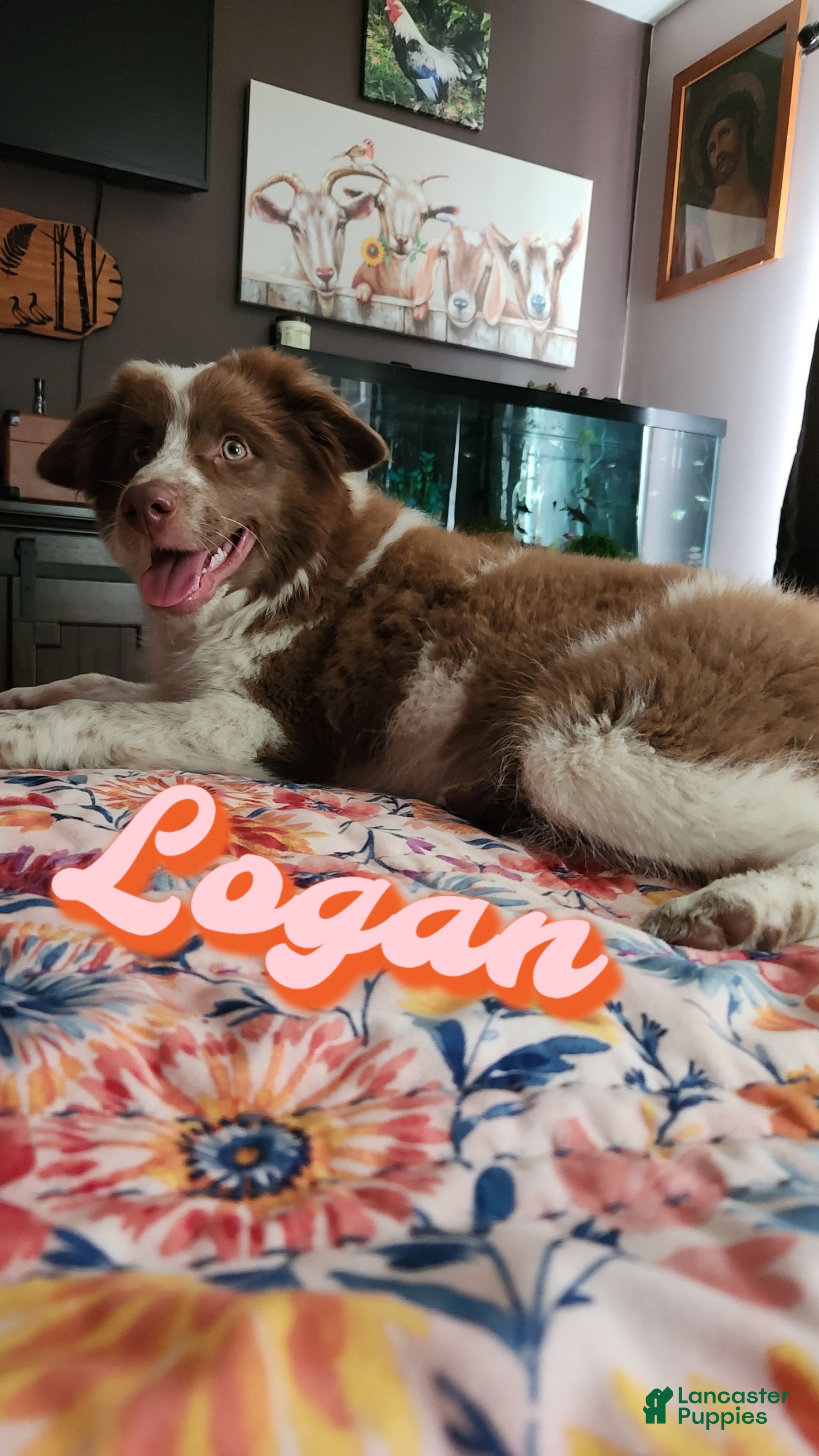 Miniature Australian Shepherd dogs Miniature Australian Shepherd Puppy 3 - Ad 10