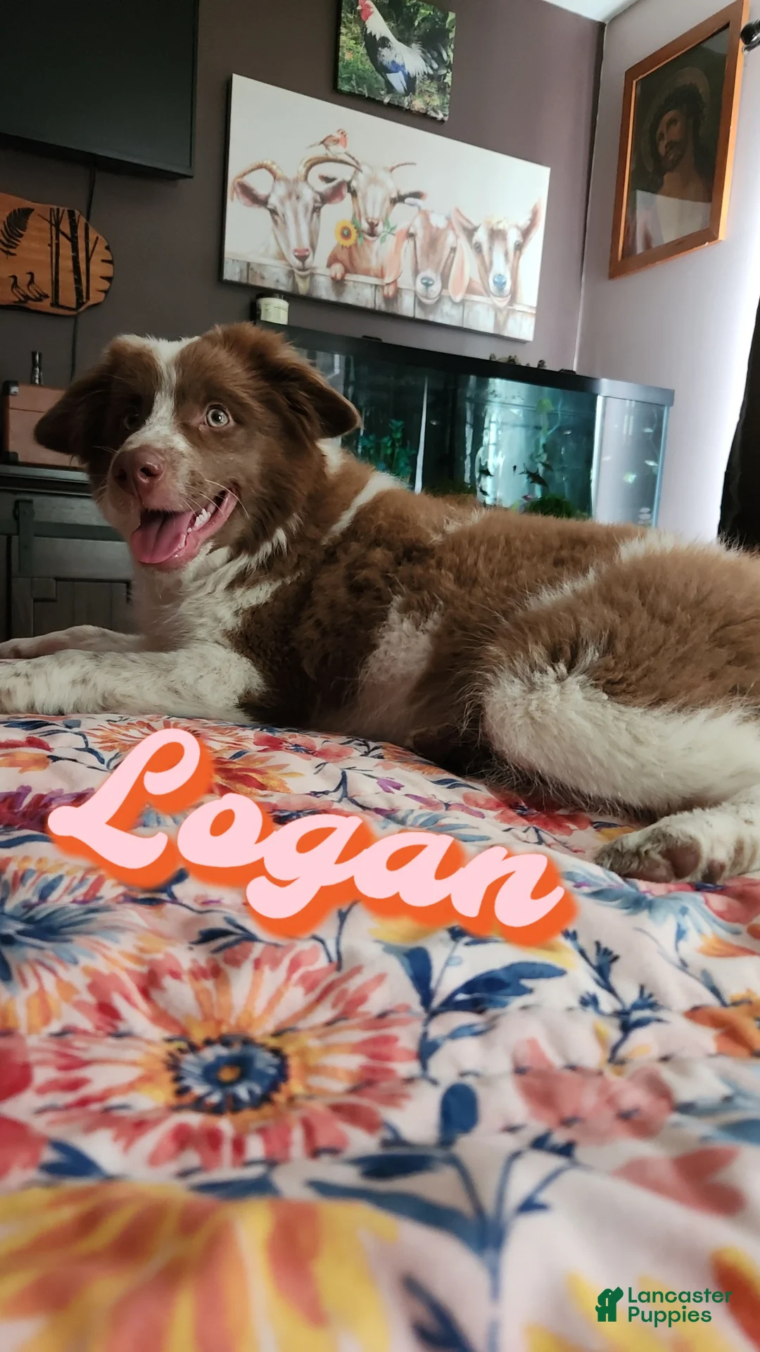 Miniature Australian Shepherd dogs for sale: Miniature Australian Shepherd Puppy 3 - Ad 1