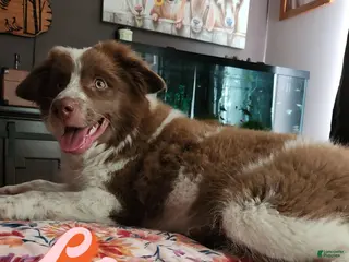 Miniature Australian Shepherd dogs Miniature Australian Shepherd Puppy 3 - Ad 9