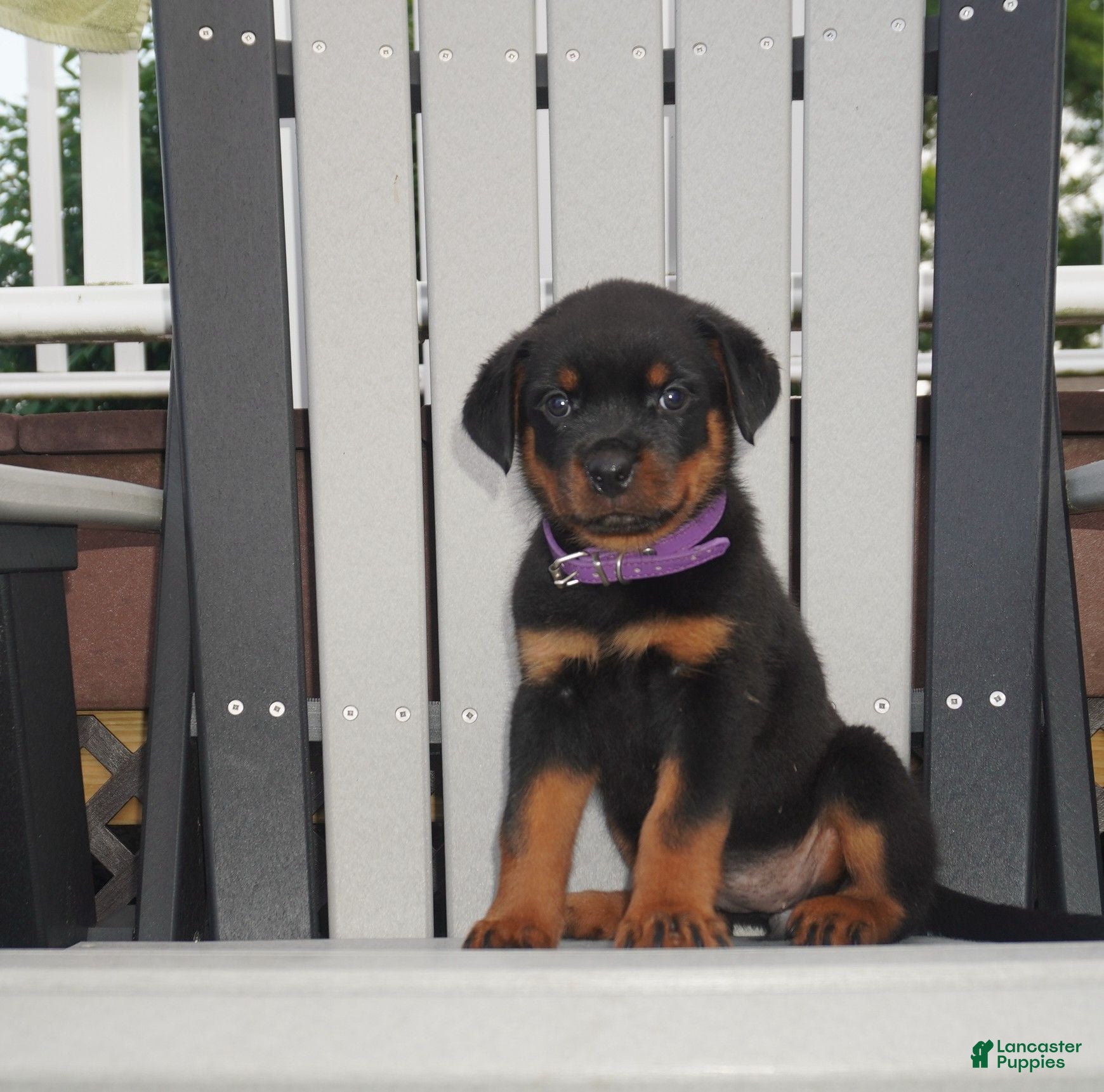 Rottweiler dogs Greta - Ad 1