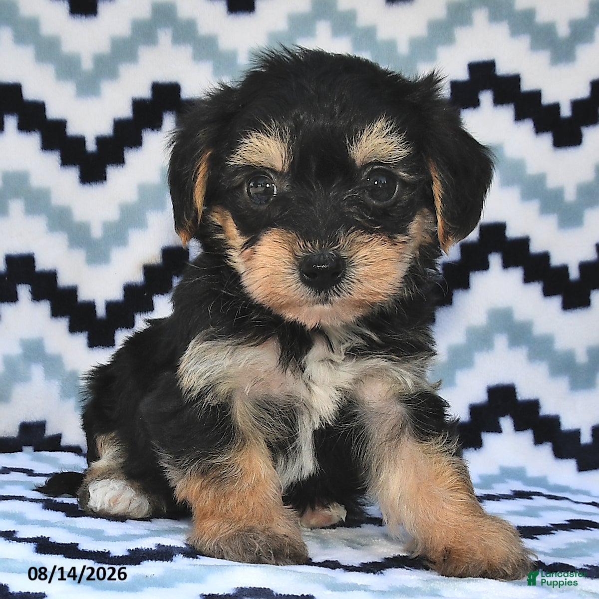 Yorkiepoo dogs Sunshine - Ad 2