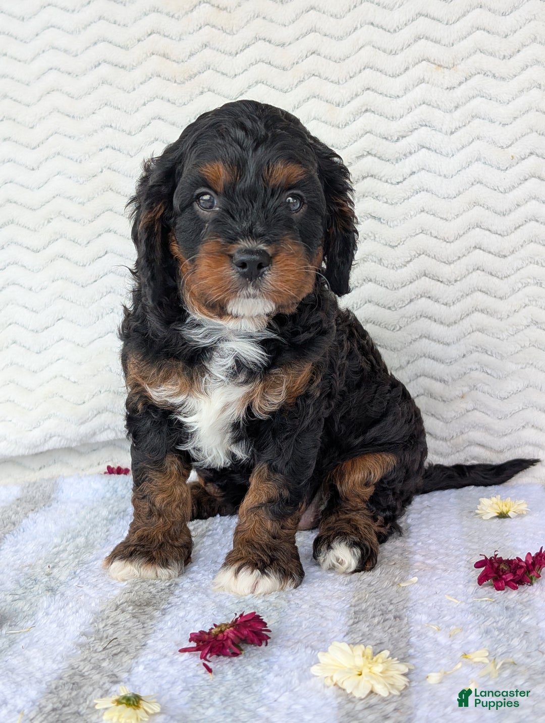 Cavapoo dogs for sale: Abby - Ad 14