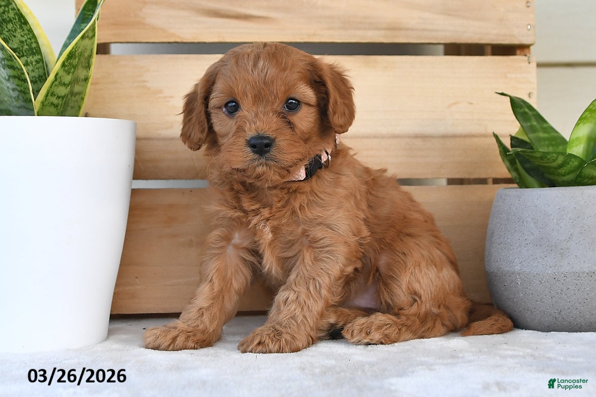 Cavapoo dogs Sugar - Ad 1