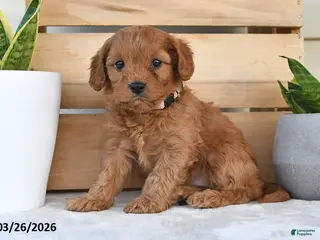 Cavapoo dogs for sale: Sugar - Ad 4