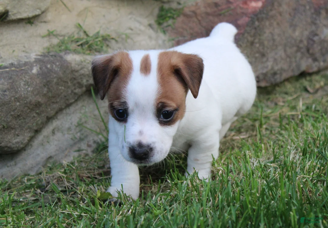 Jack Russell Terrier dogs for sale: Archie - Ad 2