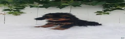 Cavapoo dogs for sale: Callie  - Ad 3