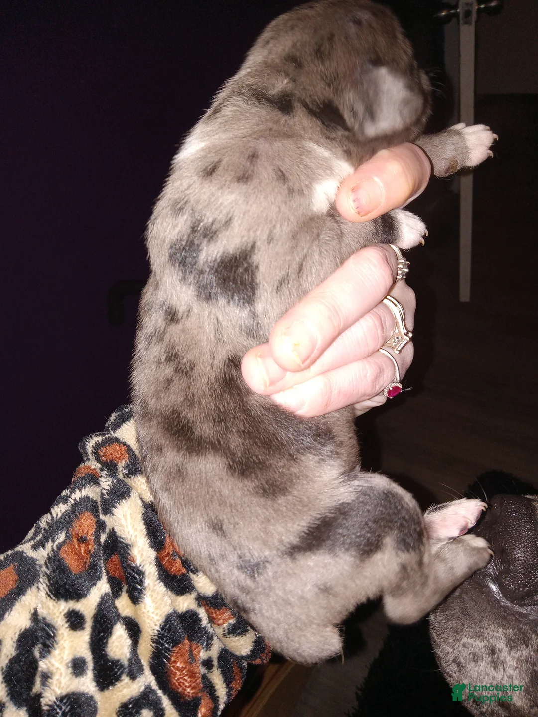 Daniff dogs for sale: DANTE-Daniff Puppy 3 - Ad 2