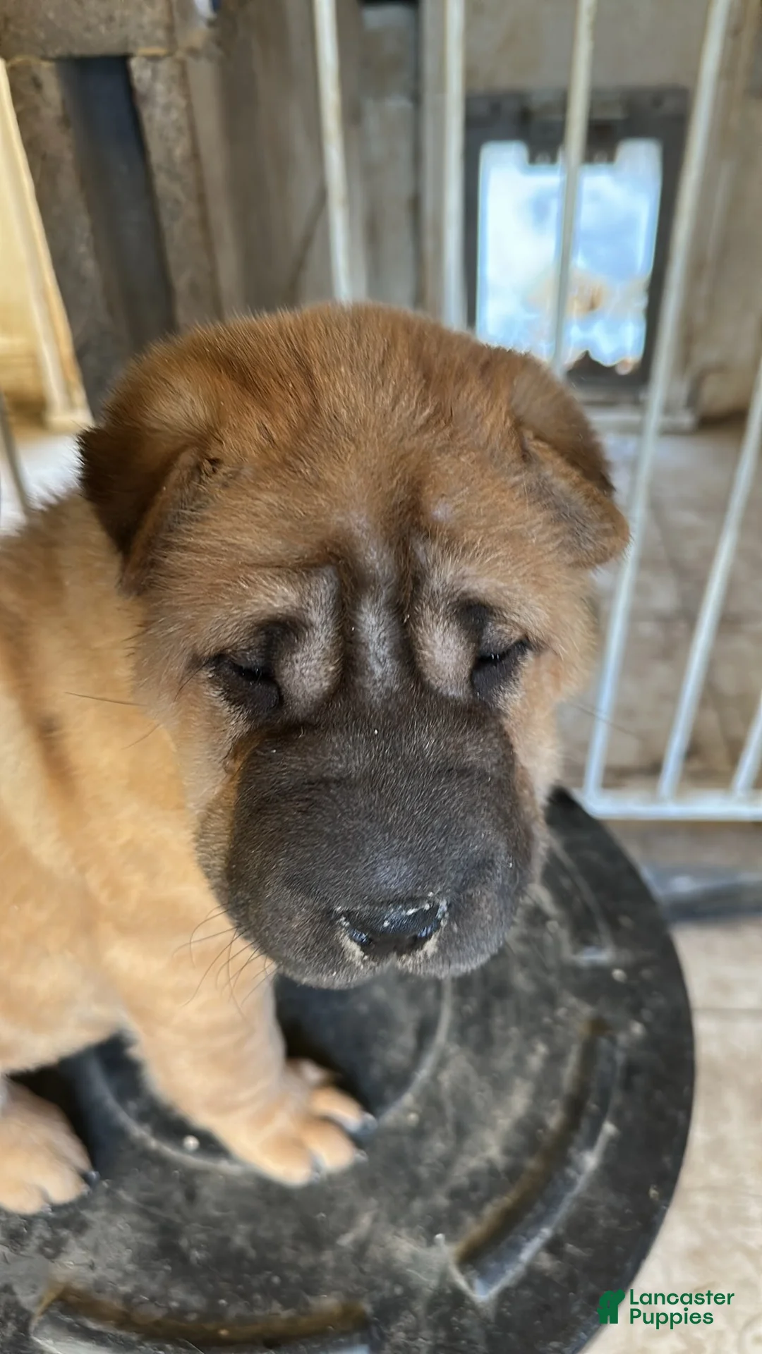 Shar Pei dogs for sale: Shar Pei Puppy 1 - Ad 1