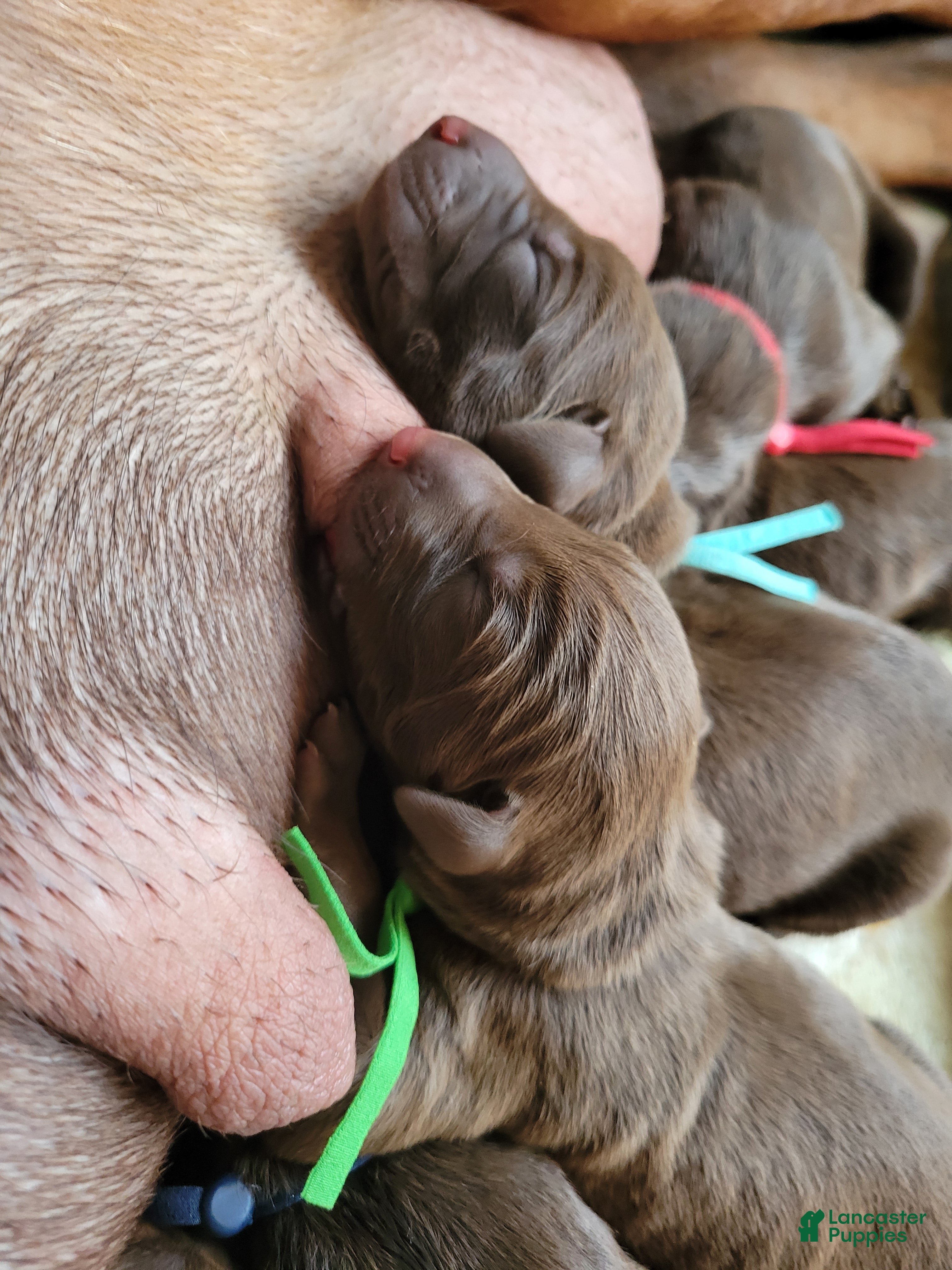 Doberman Pinscher dogs Doberman Pinscher Puppy 1 - Ad 1