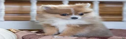 Pomeranian dogs for sale: Jessica - Ad 4
