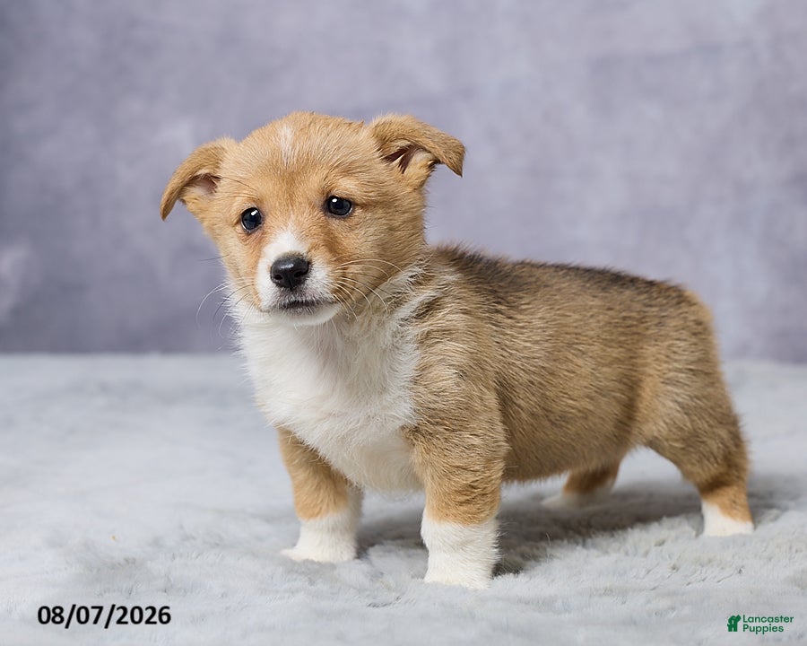 Welsh Corgi Pembroke dogs Abby - Ad 2