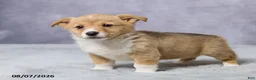 Welsh Corgi Pembroke dogs for sale: Abby - Ad 2