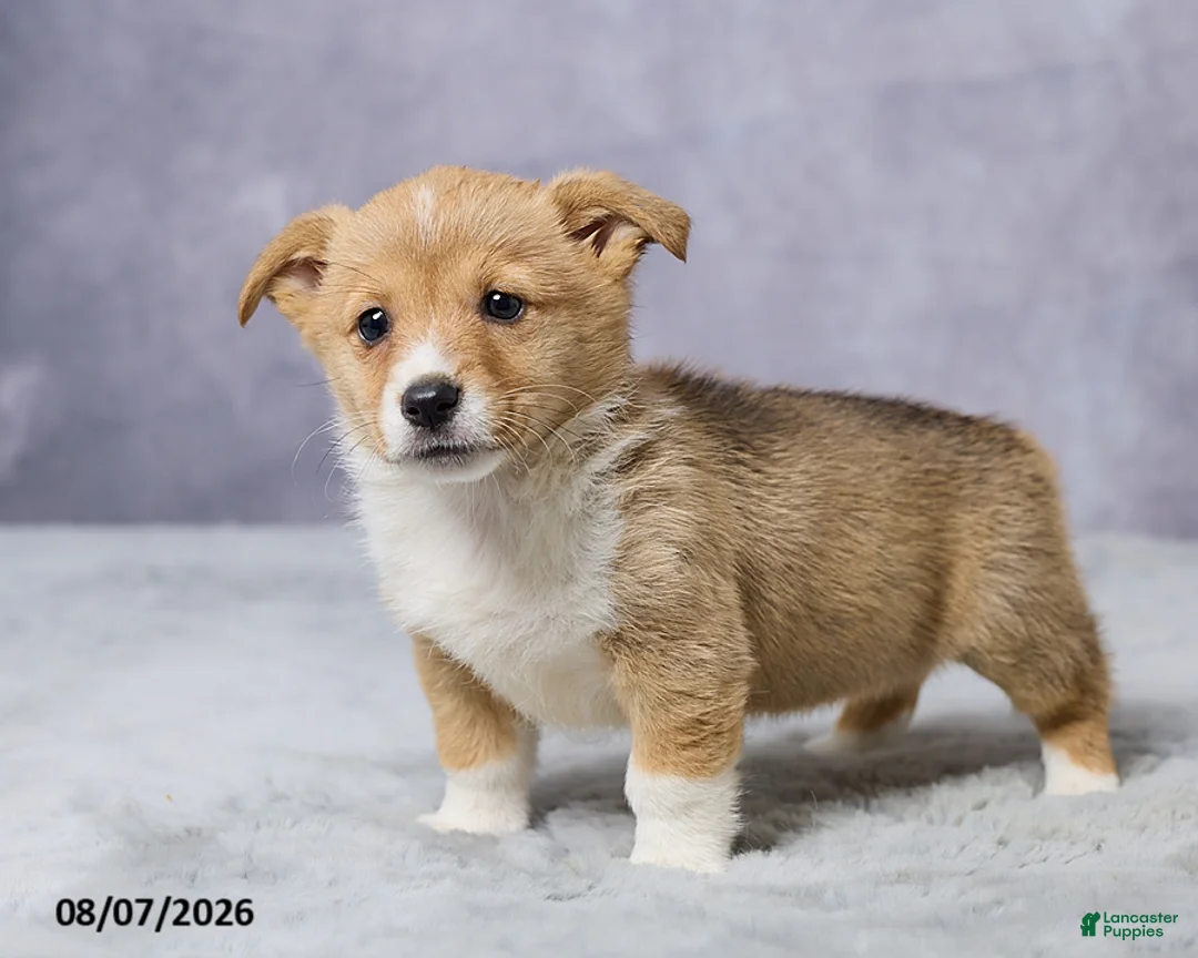 Welsh Corgi Pembroke dogs for sale: Abby - Ad 2