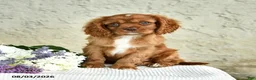 Cavalier King Charles Spaniel dogs for sale: Captain - Ad 4