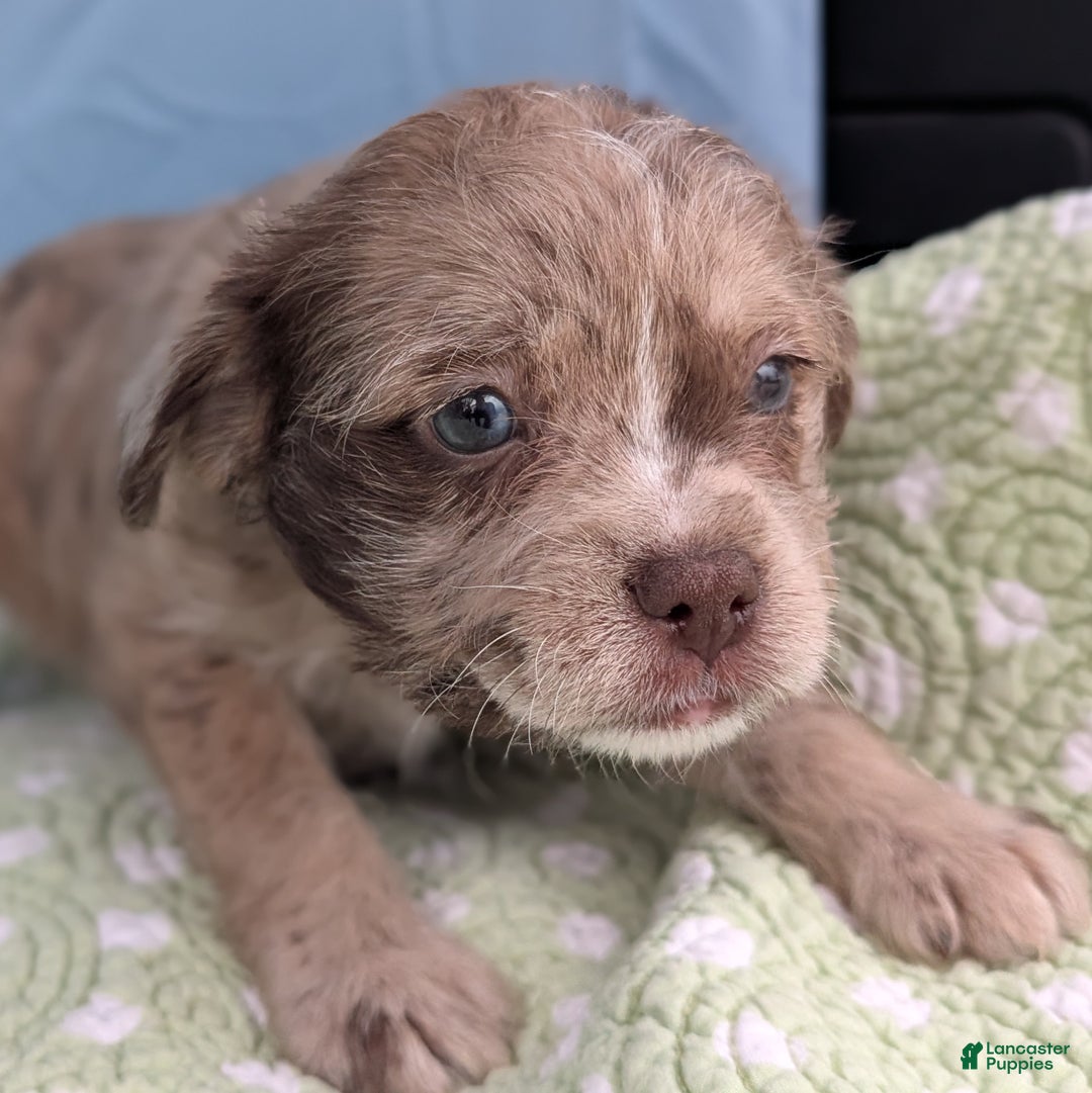 Mixed Breed dogs for sale: Queen - Ad 12