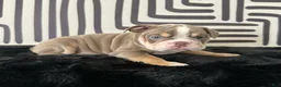 English Bulldog dogs for sale: Becka  - Ad 6
