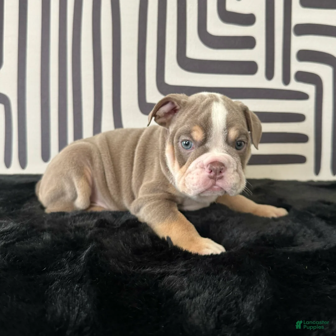 English Bulldog dogs for sale: Becka  - Ad 6