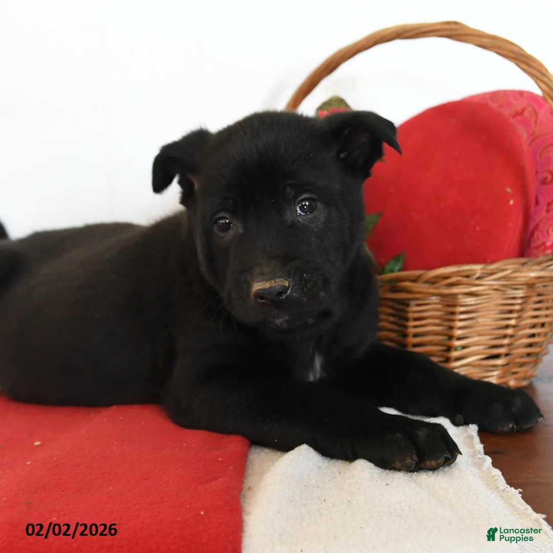 Belgian Malinois dogs for sale: Raze - Ad 2