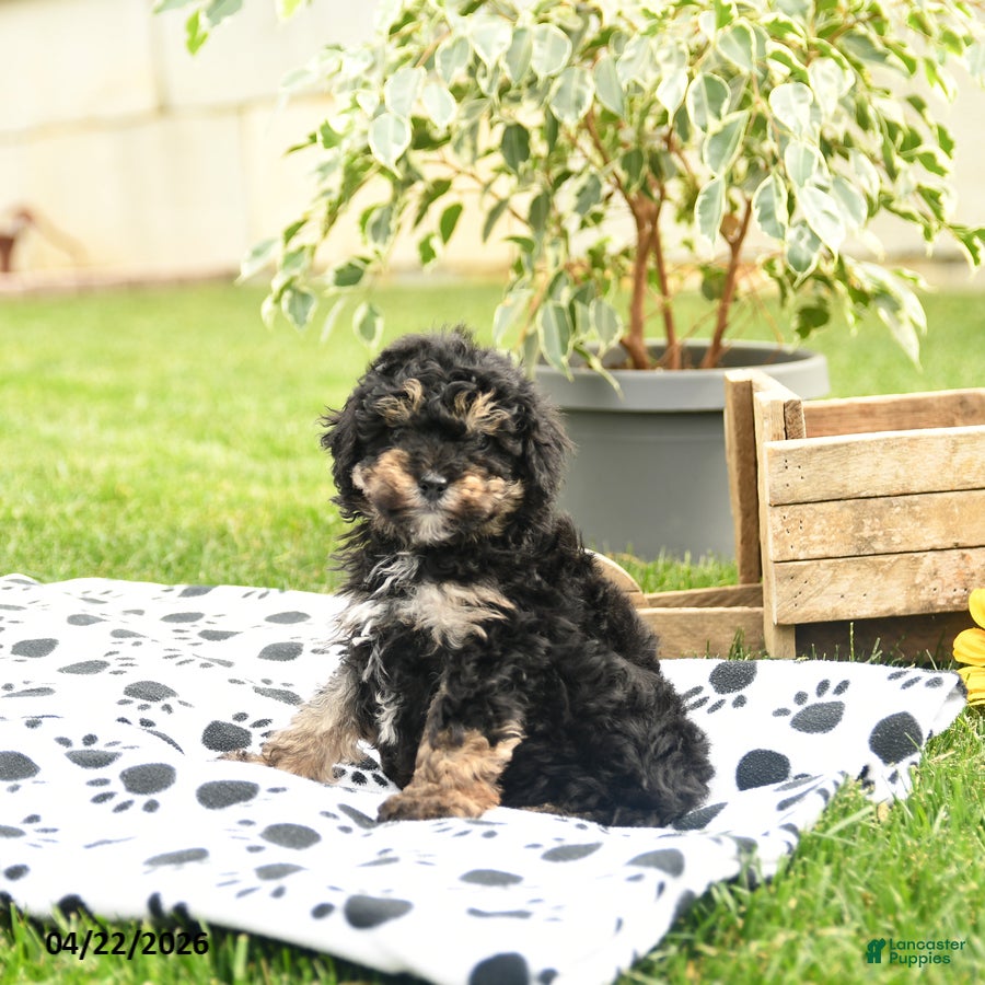 Toy Poodle dogs Wilbur - Ad 2