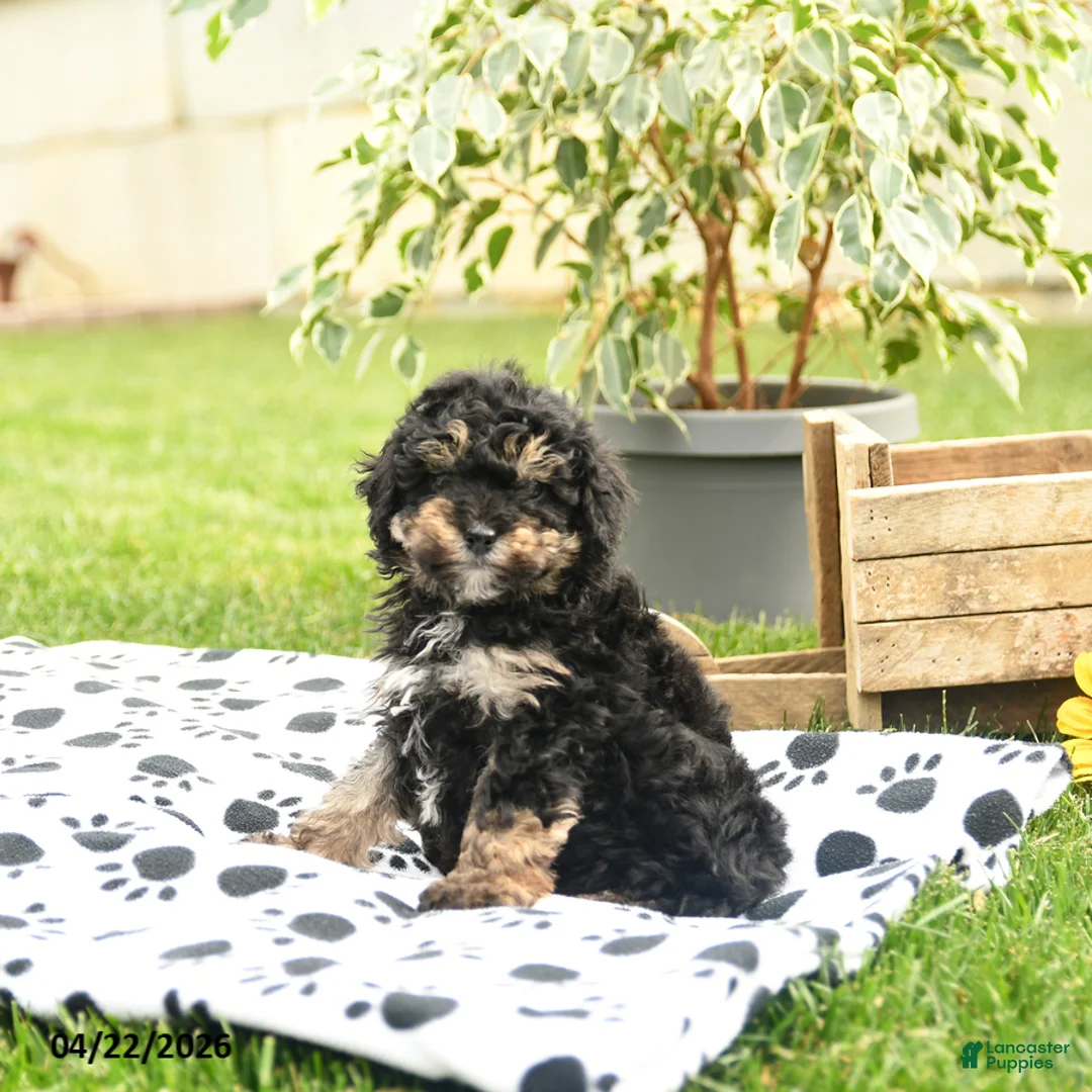Toy Poodle dogs for sale: Wilbur - Ad 2