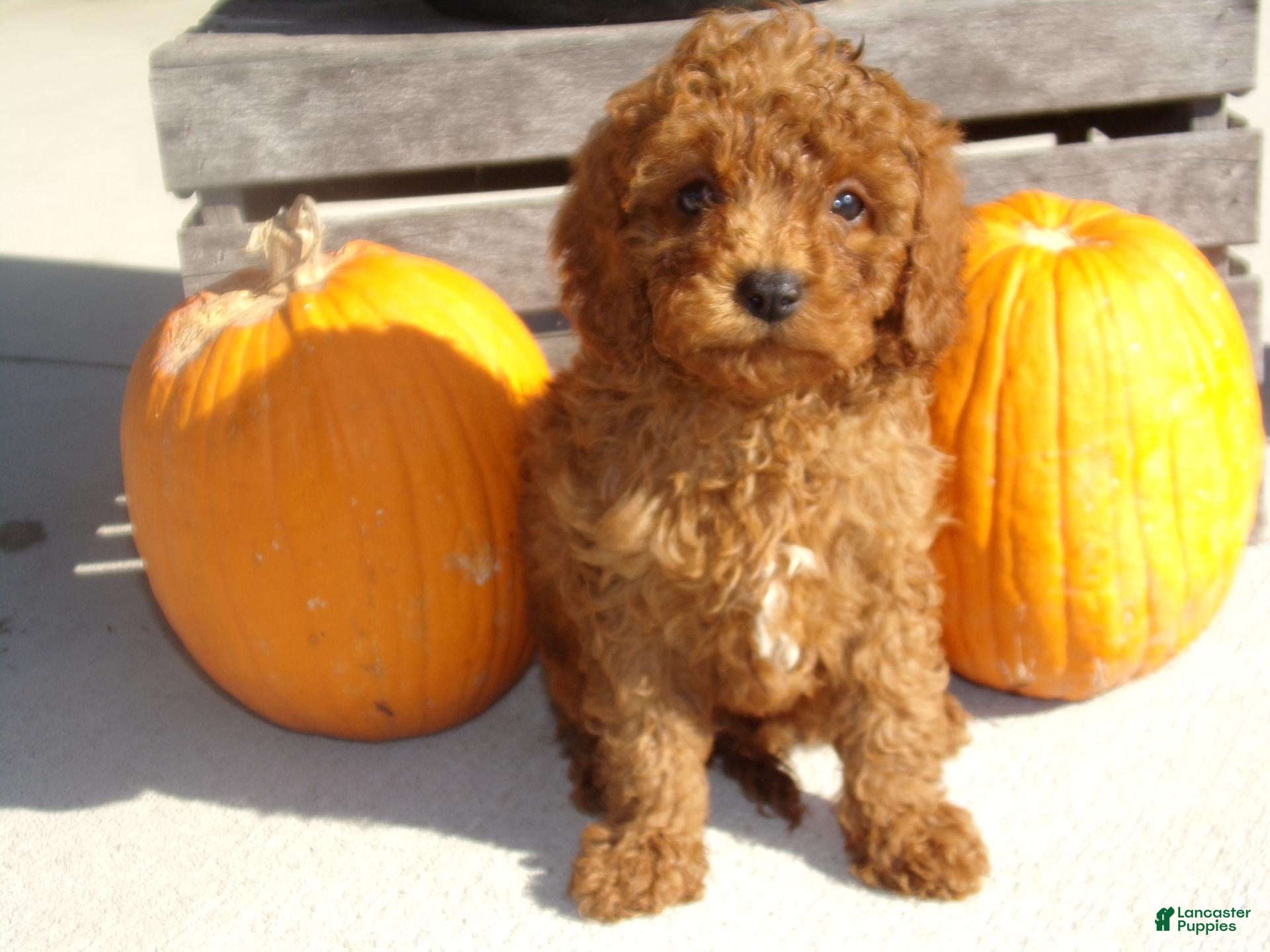 Cavapoo dogs for sale: ROGER - Ad 2