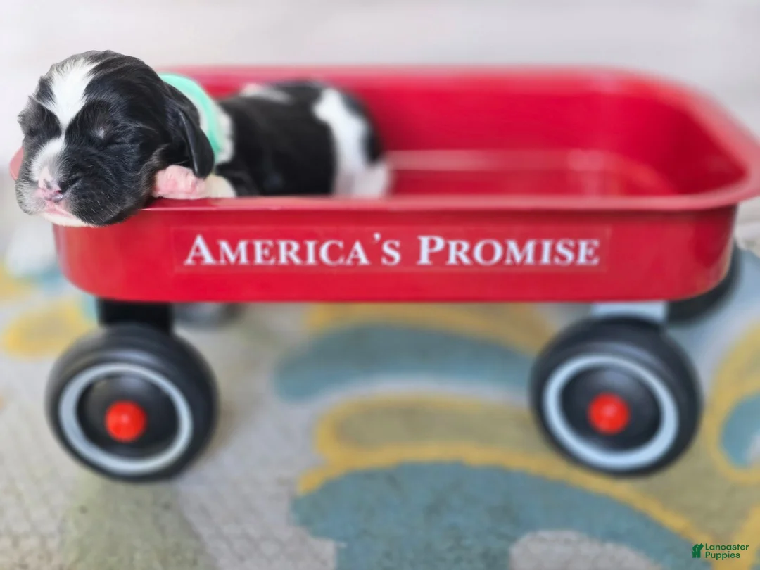 English Springer Spaniel dogs for sale: Everest  - Ad 2