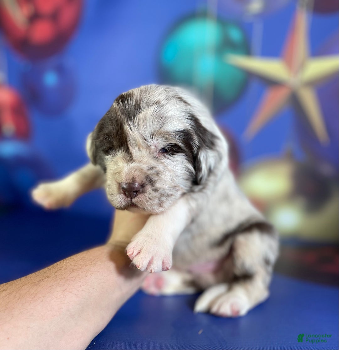 Mixed Breed dogs for sale: Sterling OFA DNA  - Ad 1