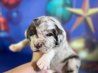 Mixed Breed dogs Sterling OFA DNA - Ad 2