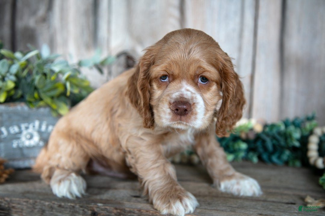 Cocker Spaniel dogs for sale: Damien - Ad 2