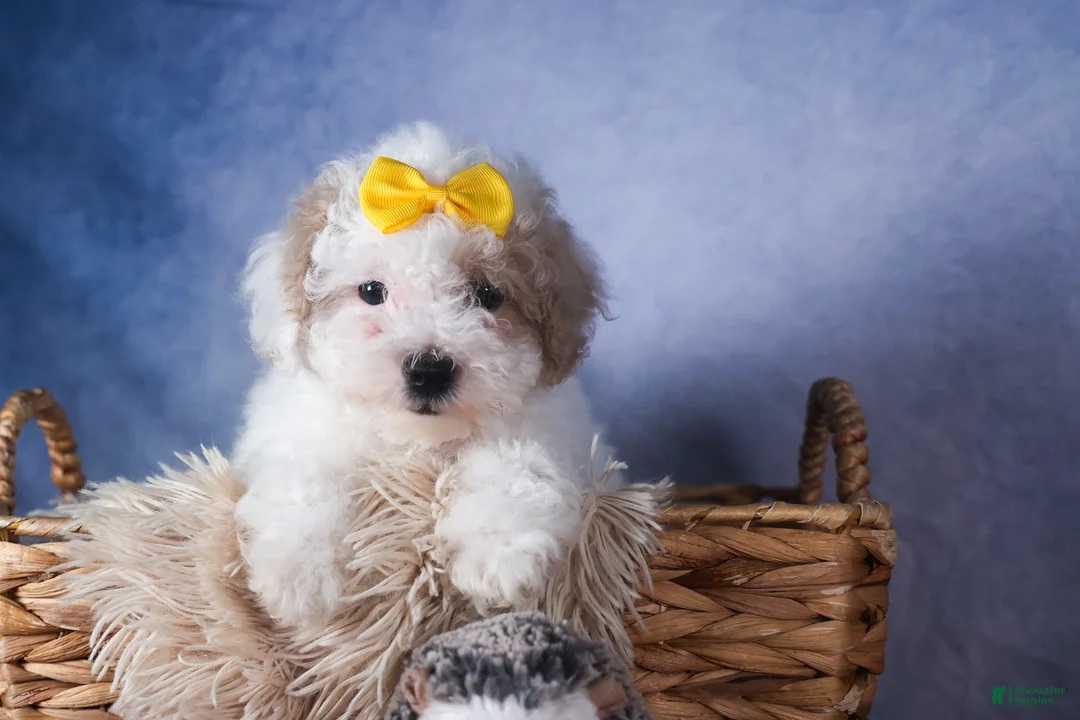 Bichpoo dogs for sale: Snowflake - Ad 2