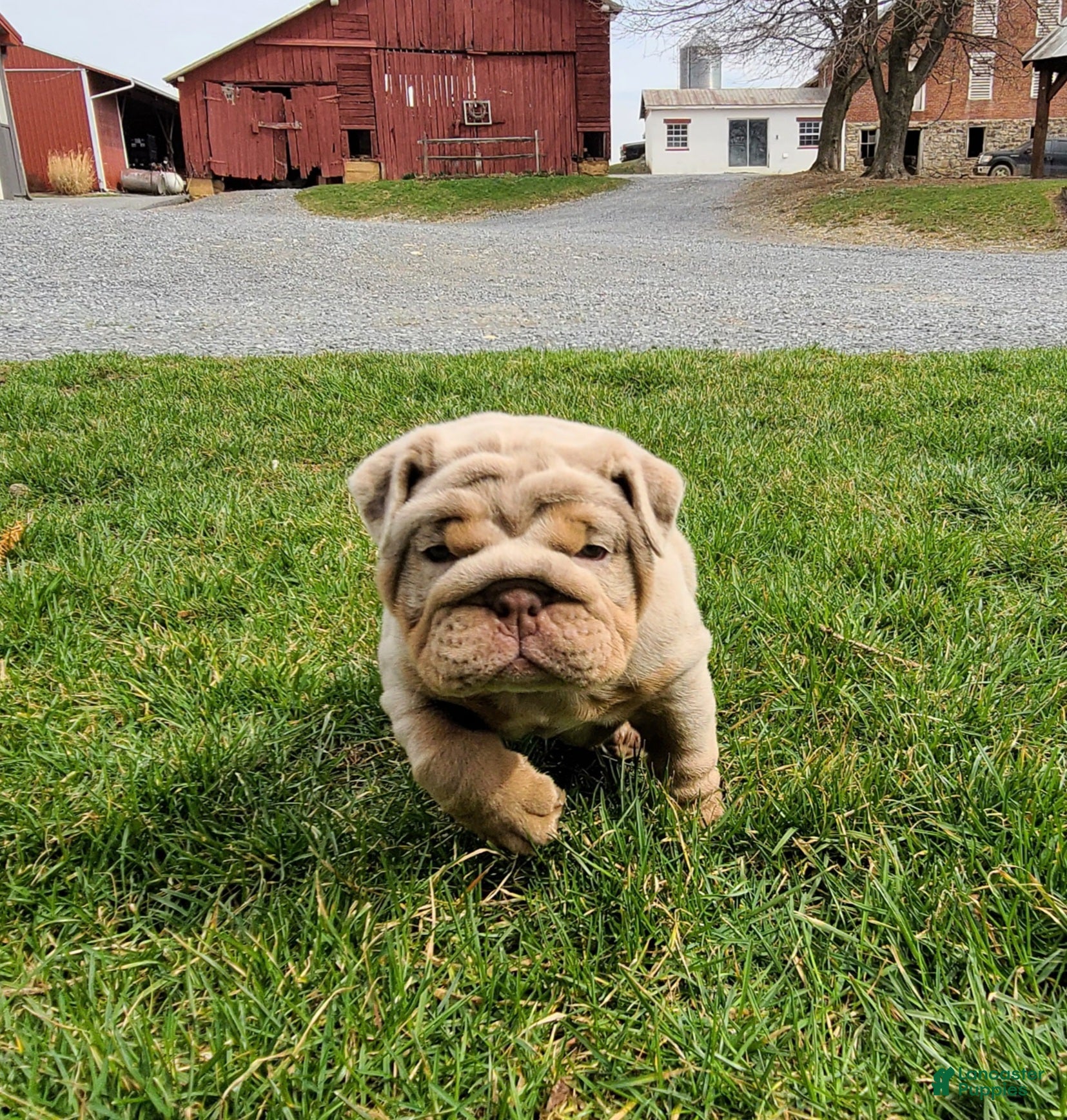 English Bulldog dogs Taffy - Ad 2